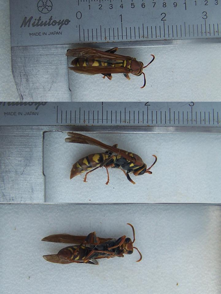 FIGURE 1f FIGURE 1f